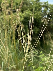 Digitaria natalensis