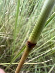 Digitaria natalensis