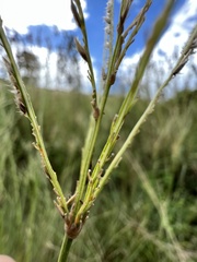 Digitaria natalensis