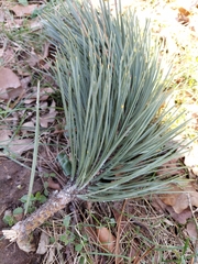 Pinus nigra
