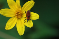 Rhodobaenus sanguineus