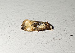 Phalonidia memoranda