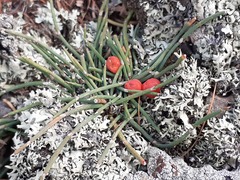 Ephedra fedtschenkoae