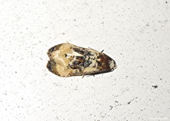 Phalonidia memoranda