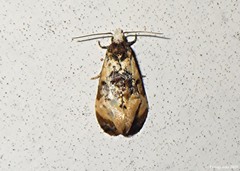 Phalonidia memoranda