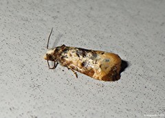 Phalonidia memoranda