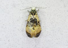 Phalonidia memoranda