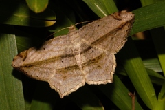 Chiasmia rectistriaria