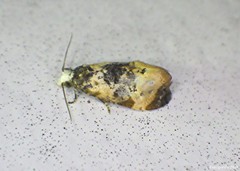 Phalonidia memoranda