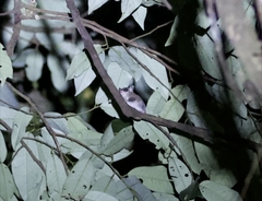Cercartetus caudatus