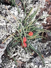 Ephedra fedtschenkoae