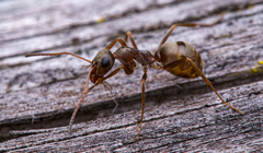 Formica cinerea