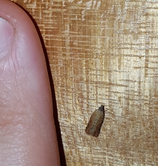 Constrictana constrictana