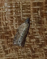 Constrictana constrictana