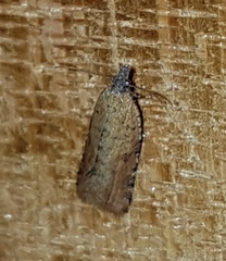 Constrictana constrictana