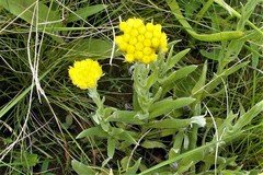 Helichrysum flanaganii
