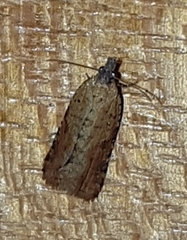 Constrictana constrictana