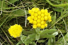 Helichrysum flanaganii