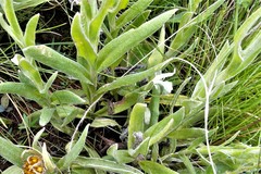 Helichrysum flanaganii