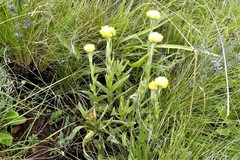 Helichrysum flanaganii