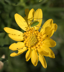 Platylyra californica