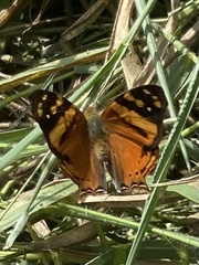 Hypanartia