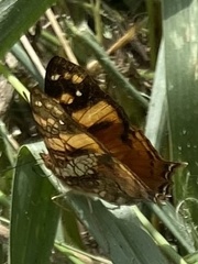 Hypanartia