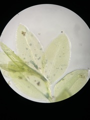 Mnium stellare