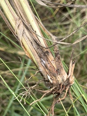 Digitaria natalensis
