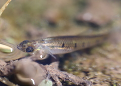 Cnesterodon decemmaculatus