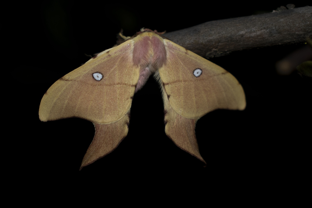Cercophana venusta