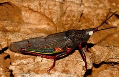 Taphronota