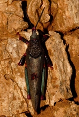 Taphronota