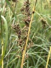 Cymbopogon nardus