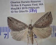 Amelora belemnophora