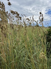 Cymbopogon nardus