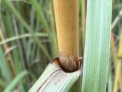Cymbopogon nardus