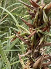 Cymbopogon nardus