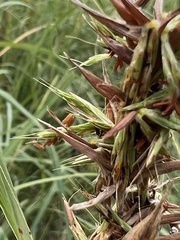 Cymbopogon nardus