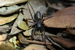 Spinirta