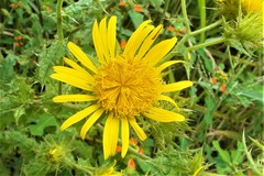Berkheya speciosa