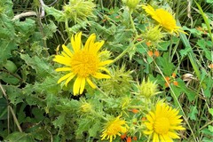 Berkheya speciosa