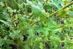 Berkheya speciosa