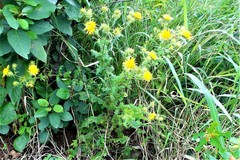 Berkheya speciosa