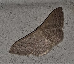 Idaea philocosma