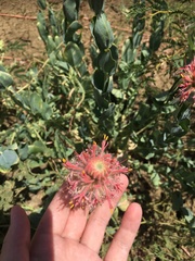 Pimelea decora