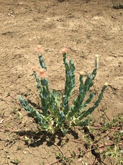 Pimelea decora