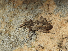 Coniocleonus excoriatus