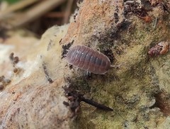 Porcellio incanus