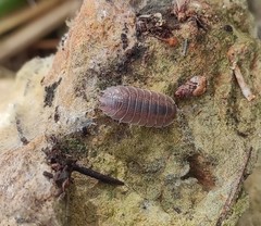 Porcellio incanus